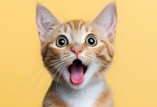 Cat curiosities humans confidently misunderstand every single day