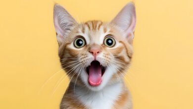 Cat curiosities humans confidently misunderstand every single day