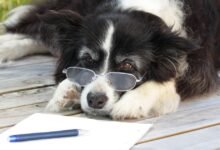 Dog curiosities humans think they know but never really understand