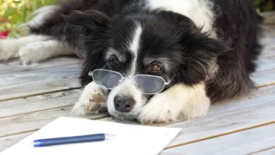 Dog curiosities humans think they know but never really understand