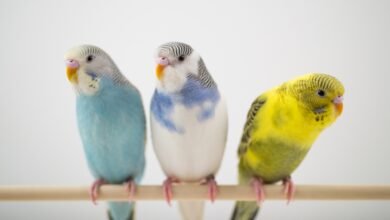 Pet bird curiosities humans misunderstand while we watch quietly
