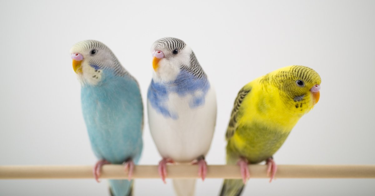 Pet bird curiosities humans misunderstand while we watch quietly