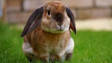 Rabbit curiosities humans underestimate but should really respect